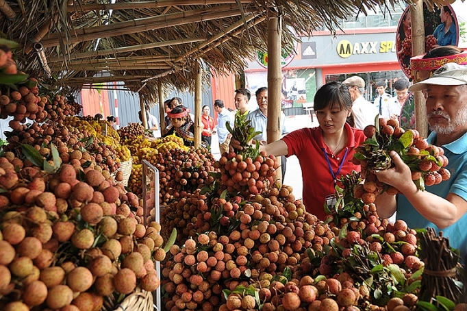 Không bị động trong tiêu thụ vải thiều - Kỳ II: Chú trọng thị trường nội địa khong bi dong trong tieu thu vai thieu ky ii tang giai phap day manh tieu thu