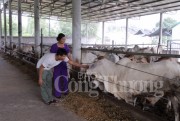Nghệ An: Những tỷ phú “chân đất”