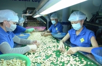 Xây dựng thương hiệu nông sản: Tập trung vào ngành hàng thế mạnh