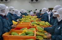 Nông sản xuất khẩu tồn dư thuốc bảo vệ thực vật: Đáng lo ngại