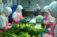 Xuất khẩu rau, quả: Yếu khâu chế biến