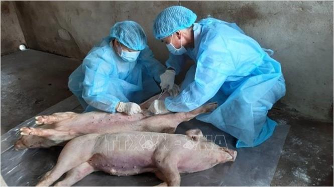 Triển khai nhiều biện pháp phòng, chống dịch tả lợn châu Phi trie n khai nhieu bie n pha p phong cho ng di ch ta lo n chau phi