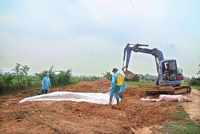 "Bão" dịch tả lợn châu Phi: Vào cuộc cùng người chăn nuôi bao dich ta lon chau phi vao cuoc cung nguoi chan nuoi