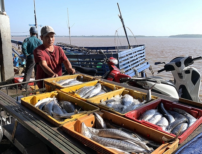 Gỡ “thẻ vàng” IUU: Yêu cầu cấp bách go the vang iuu yeu cau cap bach