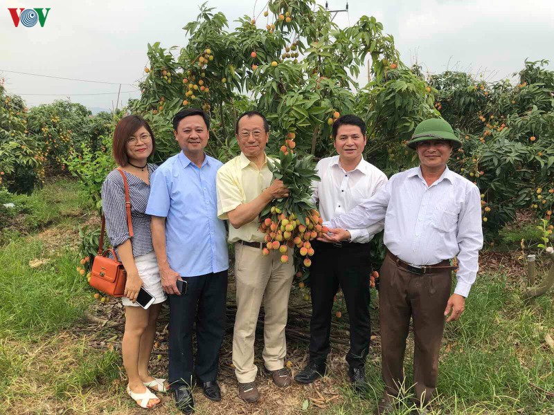lô vải tươi việt nam đầu tiên đã cập bến nhật bản hình 1 lo vai tuoi viet nam dau tien da cap ben nhat ban hinh 1
