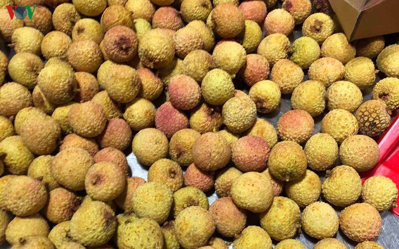 lô vải tươi việt nam đầu tiên đã cập bến nhật bản hình 3 lo vai tuoi viet nam dau tien da cap ben nhat ban hinh 3