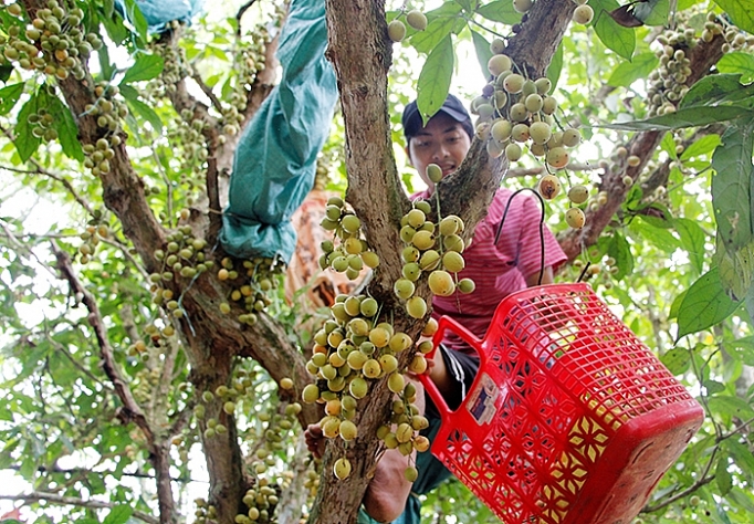 thua thien hue dau xu truoi duoc mua duoc gia