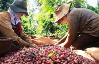 Phát triển thương hiệu nông sản: Hướng đi tất yếu