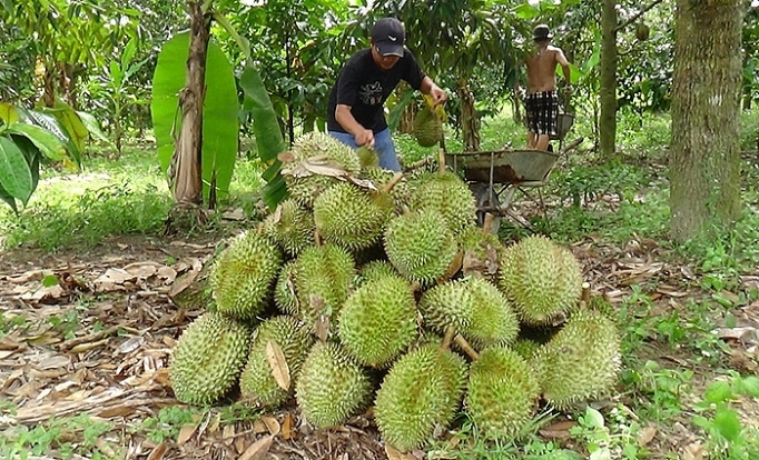 Thương lái tấp nập thu mua sầu riêng thuong lai tap nap thu mua sau rieng