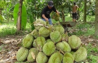 lam dong thong tin chinh thuc ve con sot hat sau rieng