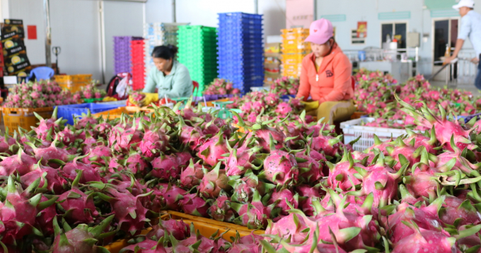 Các doanh nghiệp đang gom thanh long xuất sang thị trường Trung Quốc. Ảnh: KS.