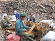 Bắc Kạn: Tăng cường liên kết với doanh nghiệp thu mua quế