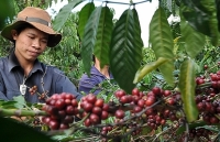 Tăng xuất khẩu nông sản sang EU: Lắm gian nan