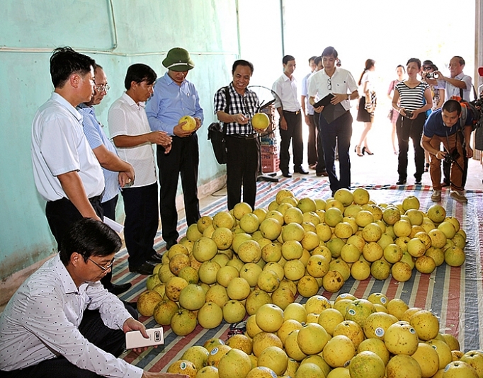 giay thong hanh huu hieu