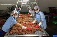 Xuất khẩu trái cây: Lợi thế mong manh