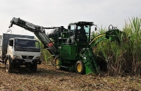 Tái cơ cấu toàn diện ngành mía đường