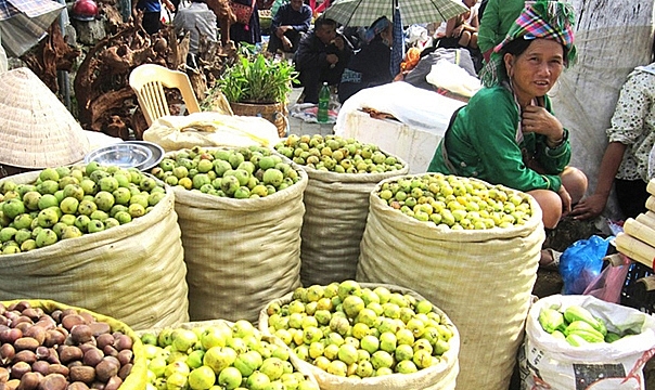 cay son tra giup ba con cai thien sinh ke