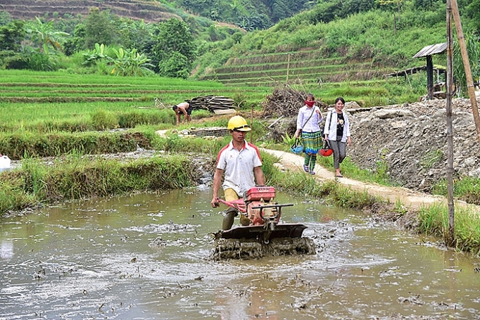 Trạm Tấu (Yên Bái): Kiên quyết ngăn chặn tái trồng cây thuốc phiện kien quyet ngan chan tai trong cay thuoc phien