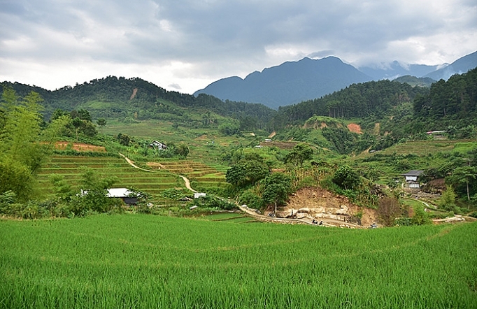 Trạm Tấu (Yên Bái): Kiên quyết ngăn chặn tái trồng cây thuốc phiện kien quyet ngan chan tai trong cay thuoc phien