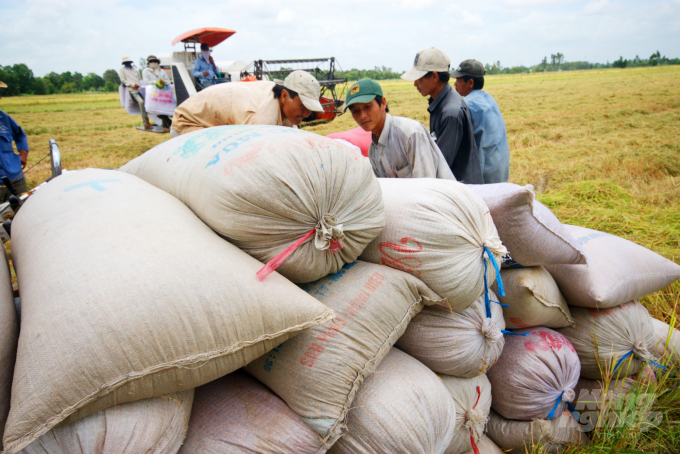 Thu hoạch lúa ở Đồng bằng sông cửu long. Ảnh: ngọc trinh.