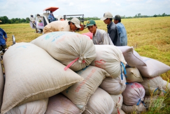 Giá gạo trắng Việt Nam lên cao nhất trong những nước xuất khẩu lớn