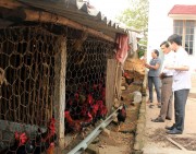 Nâng cao sức cạnh tranh cho gà đồi Yên Thế