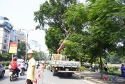 Hà Nội sắp đấu thầu chăm sóc cây xanh, thảm cỏ