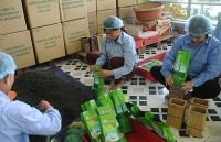Ngành chè: Đầu tư mạnh khâu chế biến