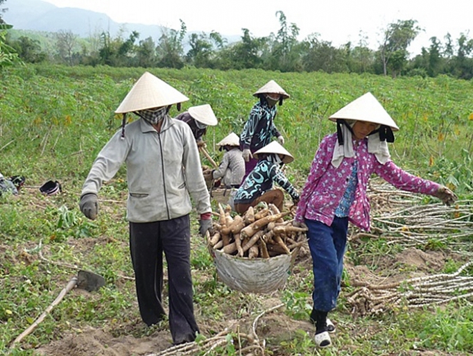 nong dan thu hoach mi non vung ban ngap