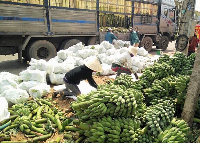 Giao thương qua cửa khẩu tại Quảng Trị: Nông sản gặp khó nong san gap kho