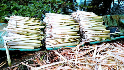 nong dan ca mau trong bon bon thu nua trieu moi ngay