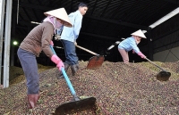 Phát triển ngành cà phê bền vững: Cần có thêm các 