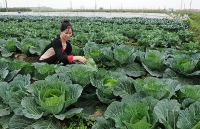nong nghiep an giang hut von dau tu