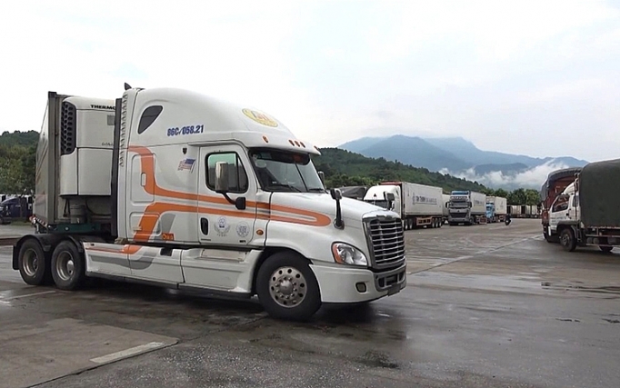 lao cai soi dong xuat khau thanh long