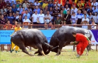 Lễ hội Chọi trâu Đồ Sơn 2019: Những trận tỷ thí kiên cường