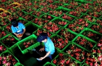 Xuất khẩu rau quả sang châu Âu cần lưu ý gì?