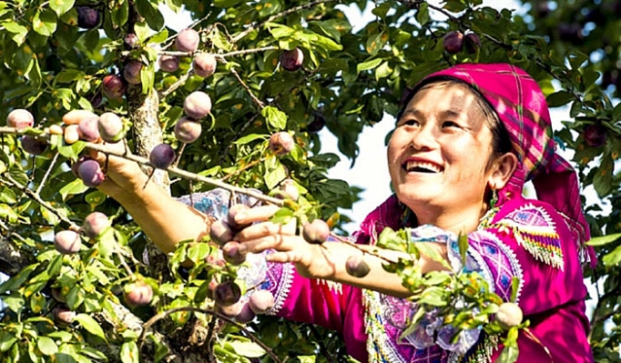 Phát triển cây mận máu thành sản phẩm hàng hóa phat trien cay man mau thanh san pham hang hoa