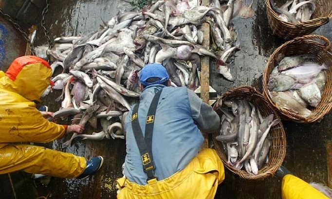 WTO kêu gọi nhanh chóng thực hiện cấm trợ cấp thủy sản có hại wto keu goi nhanh chong thuc hien cam tro cap thuy san co hai