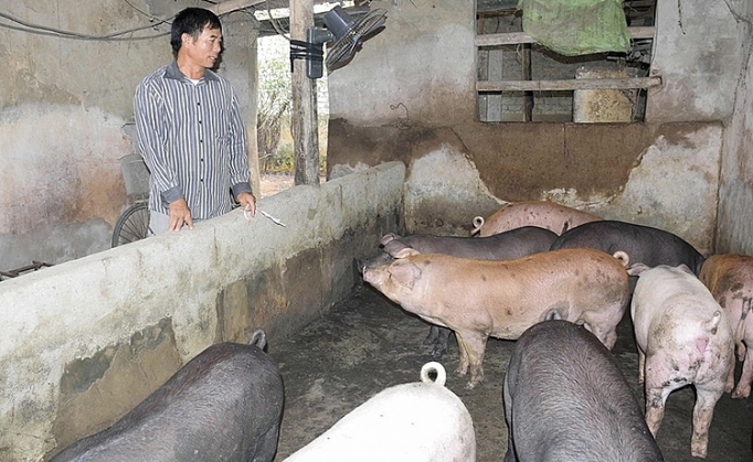 Nghệ An, Hà Tĩnh: Giá lợn hơi tăng mạnh nghe an ha tinh gia lon hoi tang manh