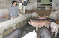 Nghệ An, Hà Tĩnh: Giá lợn hơi tăng mạnh