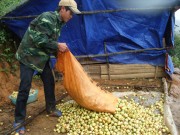 “Giấy thông hành” cho nông sản vươn xa