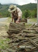 Quảng Ngãi: Xây dựng vùng chuyên canh cây quế