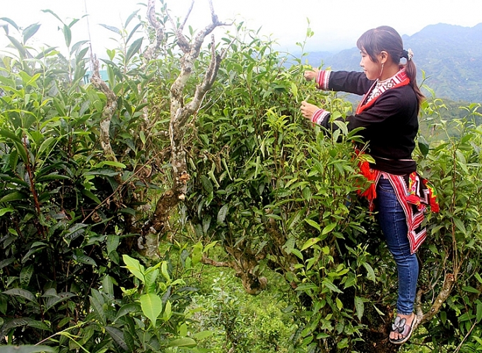 Món quà của núi mon qua cua nui