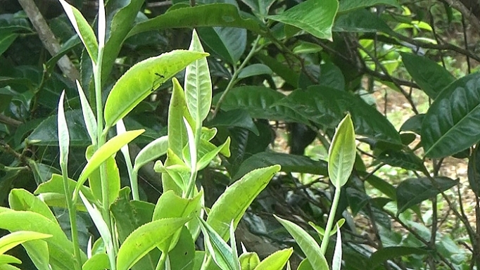 Món quà của núi mon qua cua nui