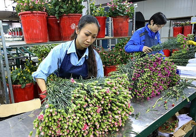 Vì sao hoa Việt chưa thể đi xa? vi sao hoa viet chua the di xa