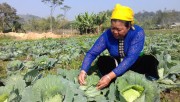 Rau an toàn: Bước chuyển nông nghiệp của thị xã Nghĩa Lộ