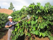 Giảm sức lao động cho nông dân trồng cà phê
