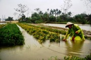 Sớm khôi phục phát triển sản xuất sau mưa lũ