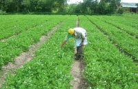 Mô hình trồng đậu phộng ở huyện miền núi Tịnh Biên