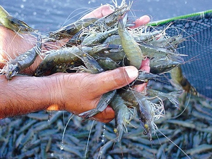 nang gia tri tom viet